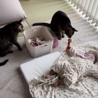 赤ちゃんが持つオモチャの匂いをかぐ猫