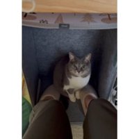 パネルヒーターにいる猫