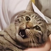 ママさんに爪を切られるキジトラ猫