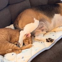 犬の足の下で寝る猫