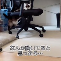 椅子に手をかける猫