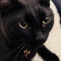 ママの膝の上で甘える黒猫