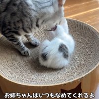 子猫をなめる成猫