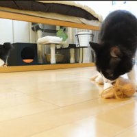 色んなおもちゃで遊ぶチコちゃん1