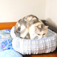 水色をした猫用ベッドのニオイを嗅ぐ三毛猫