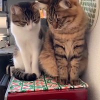 顔を見合わせる2匹の猫