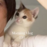 髪を直す女性の手を見つめる子猫