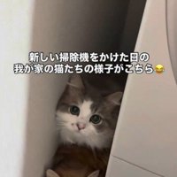 洗濯機の裏に隠れている猫