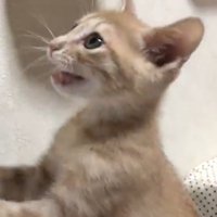 鳴いてアピールする猫