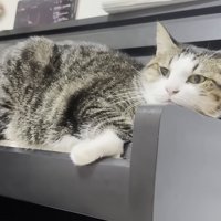 ピアノの上に寝そべる猫