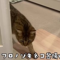 お風呂場にいる猫