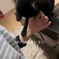 なでられている黒猫