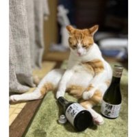 酒ビンと猫