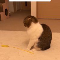 後ろを向く猫2