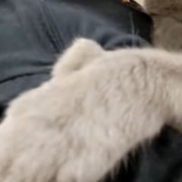 おててのアップ