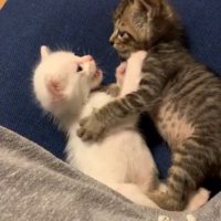 こむぎくんに向かって前足を伸ばすこゆきちゃん