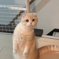 立っている猫