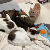 複数の猫が寝ている