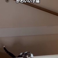 階段をよじ登る子猫