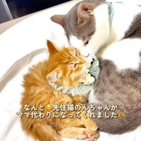 成猫と子猫