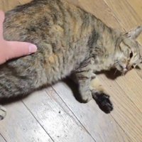 飼い主にお尻を掴まれて、床に寝転がる猫