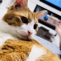 ソファでくつろぐ茶白猫