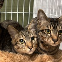 寄り添う2匹の子猫