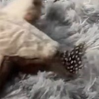 カーペットの上で動く鳥のオモチャ