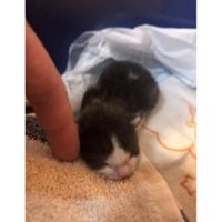 箱に入っている子猫
