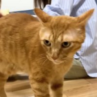 恍惚な顔をするまるとら