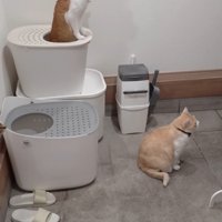 ドアの前の猫
