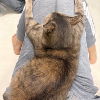 膝の上に座り込む三毛猫（姉妹猫）