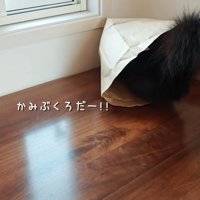 紙袋に入るモカちゃん