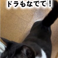 人に抱き着いている猫