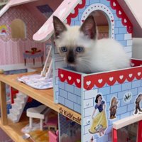 ドールハウスの上に座る子猫