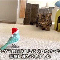 遠くから鳥のおもちゃを見つめるキジトラ猫