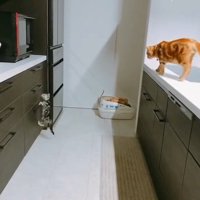 取っ手にしがみつく猫3