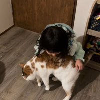 猫を抱っこしようとする女の子