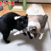 リオ君にジャンプ