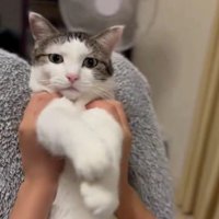 手を持って遊ばれている猫
