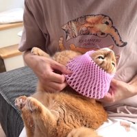 被せ中