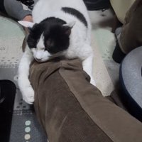 伸ばしている飼い主の足の上に乗っている猫