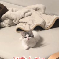 お座りしてガン見する猫