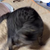 回転する猫