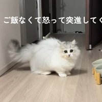 飼い主さんを見つめる猫