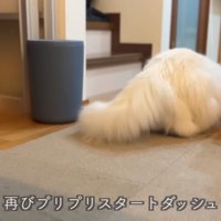 狙う猫