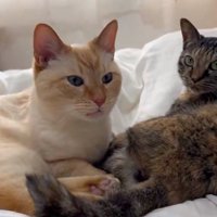 助けを求めるような顔のモカちゃん