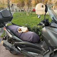 バイクの上で眠る猫