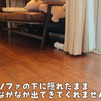 ソファーの下に隠れている猫