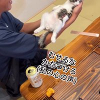 てのひらの上の猫